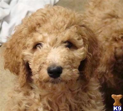 Dogs for Sale in NJ